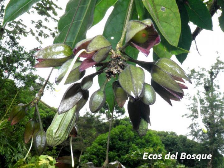 Merinthopodium neuranthum