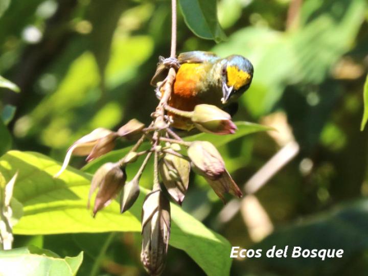 Merinthopodium neuranthum