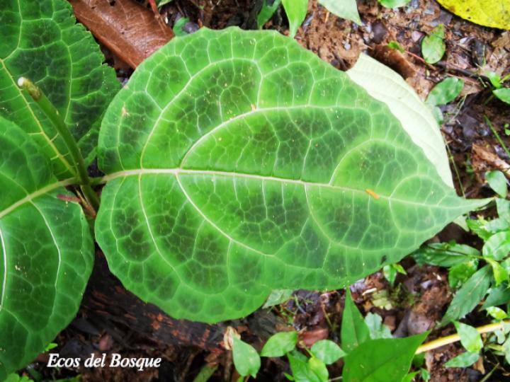 Mikania guaco (Bejuco guaco)