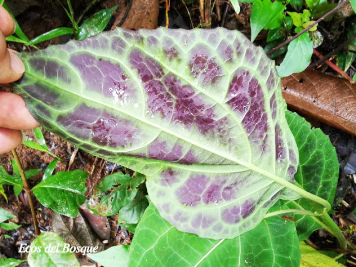 Mikania guaco (Bejuco guaco)
