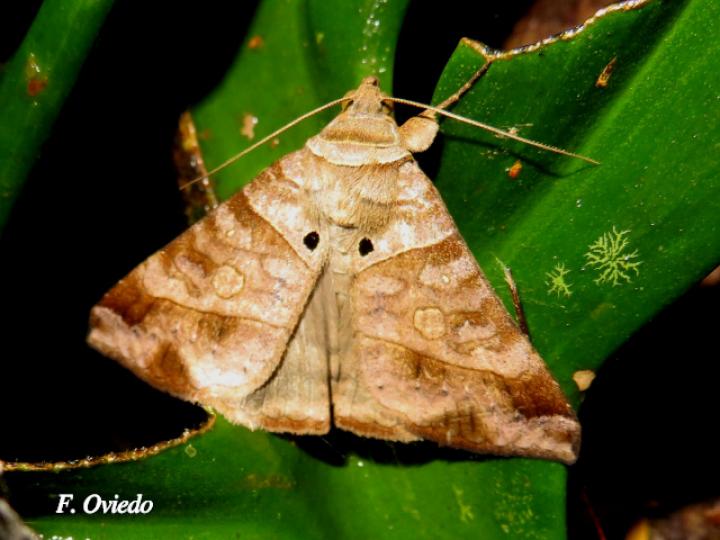 Mocis marcida (Moci marchito)