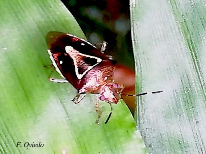 Mormidea pictiventris (Chinche apestosa)