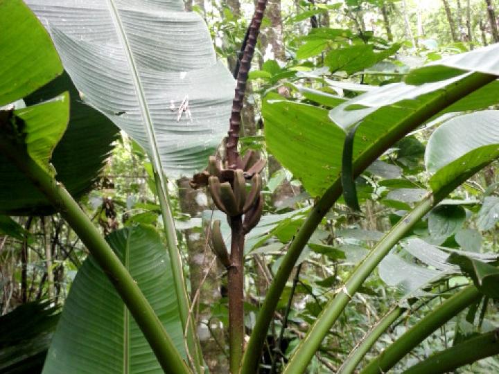 Musa velutina (Plátano rosa)