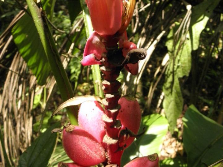 Musa velutina (Plátano rosa)