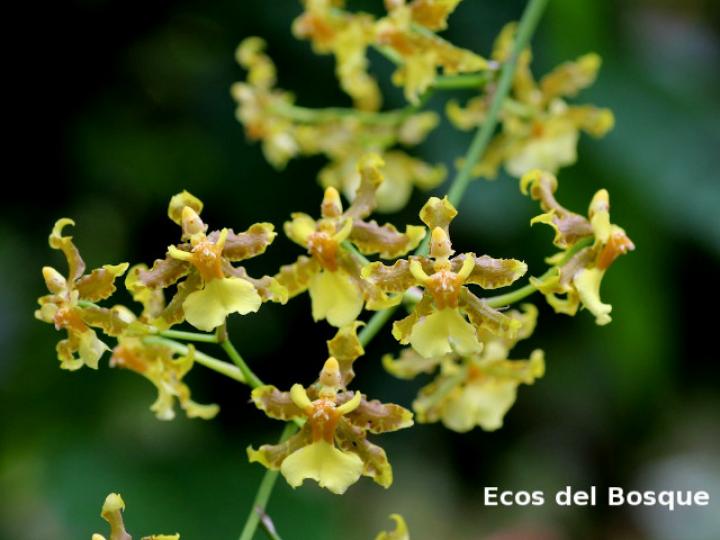 Oncidium stenotis (Lluvia de oro)