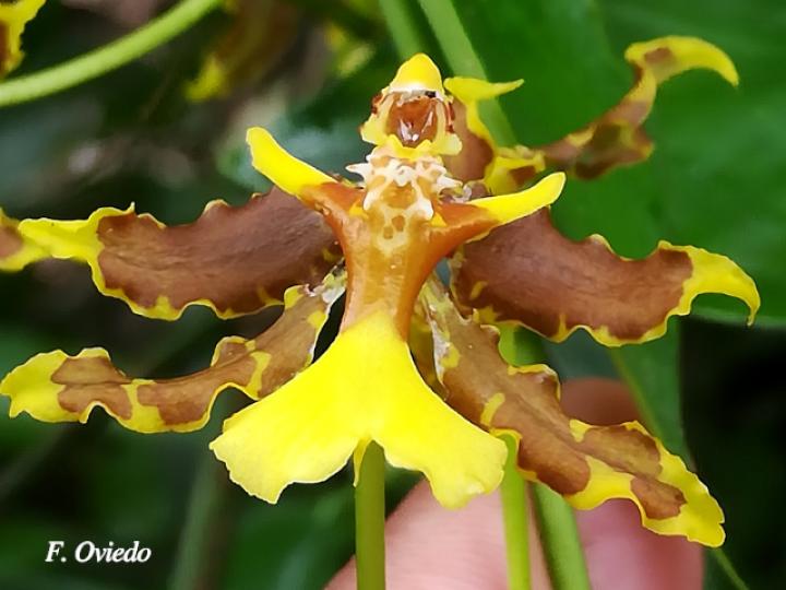 Oncidium stenotis (Lluvia de oro)