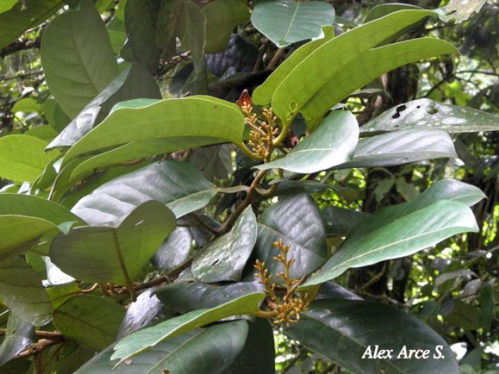Otoba novogranatensis (Hoja dorada)