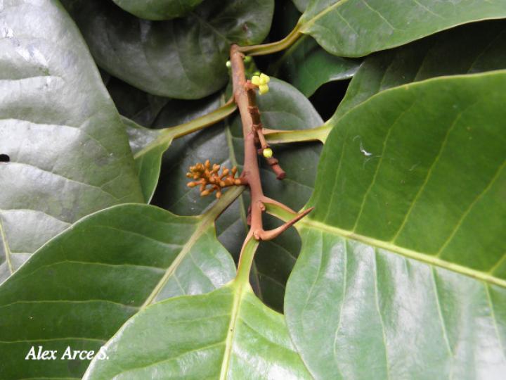 Otoba novogranatensis (Hoja dorada)