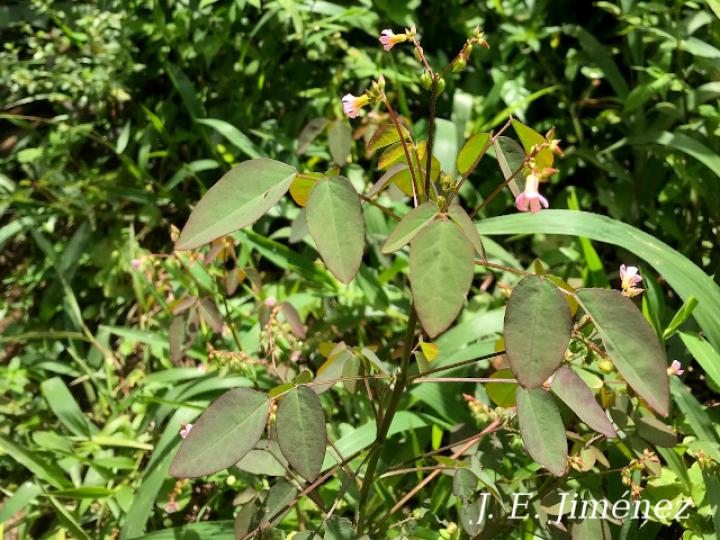 Oxalis barrelieri