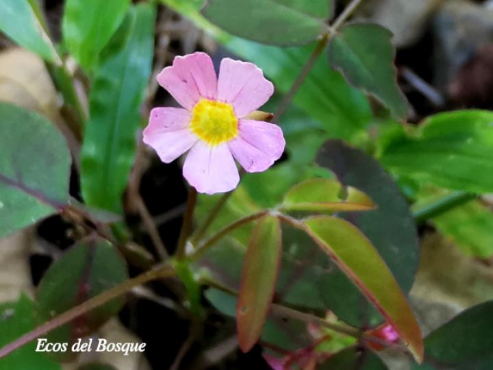 Oxalis barrelieri