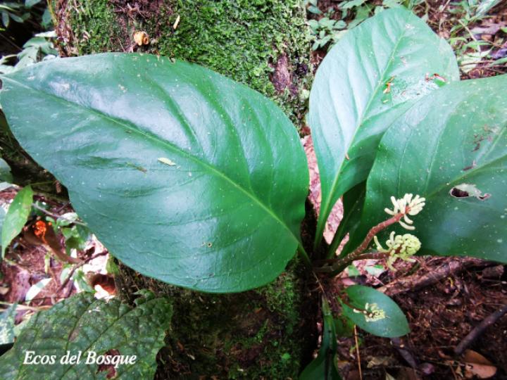 Peperomia pernambucensis