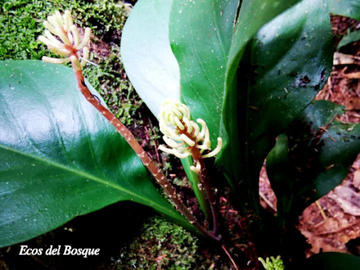 Peperomia pernambucensis