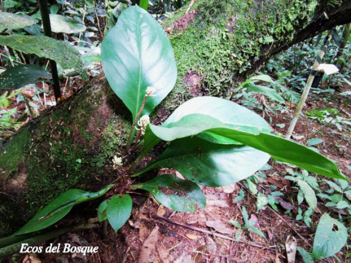 Peperomia pernambucensis