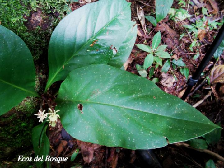 Peperomia pernambucensis