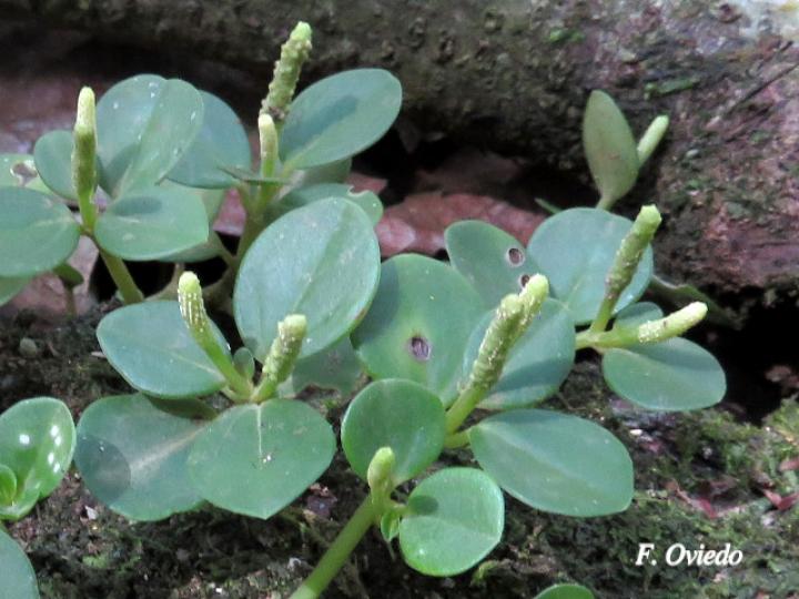 Peperomia silvivaga
