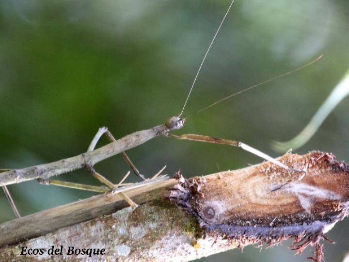 Phanocles costaricensis (Juan palo) hembra