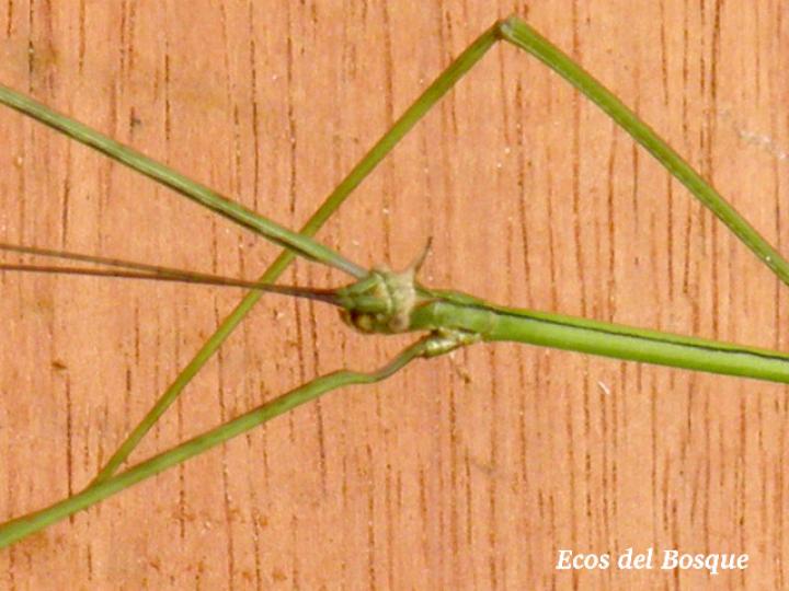 Phanocles costaricensis (Juan palo) macho