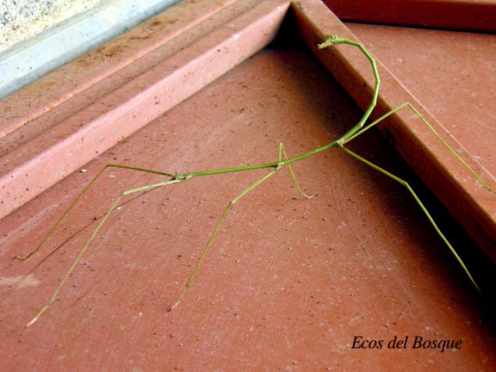 Phanocles costaricensis (Juan palo) macho