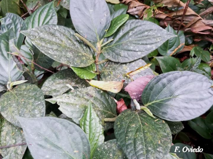 Piper nudifolium