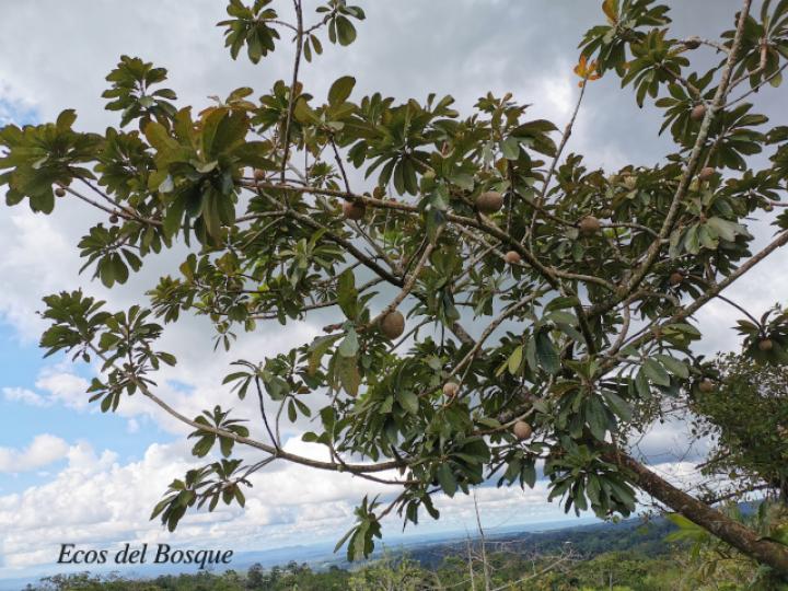 Pouteria sapota (Zapote)