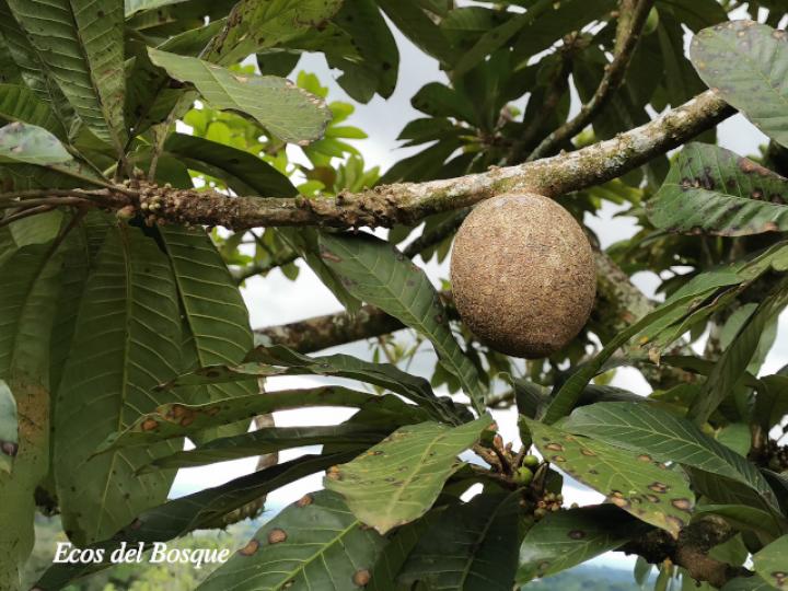 Pouteria sapota (Zapote)