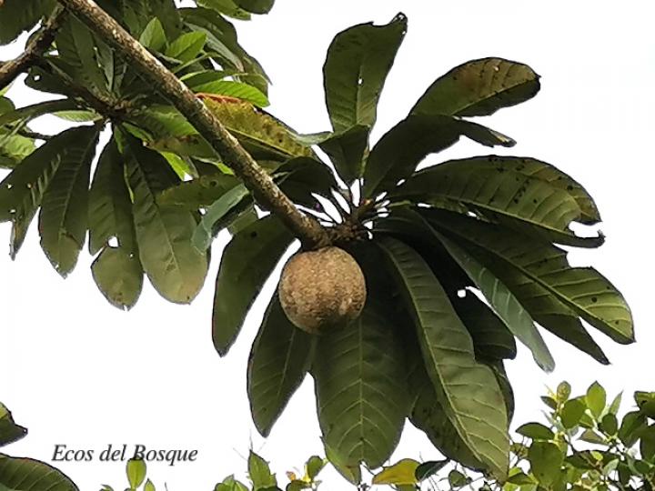 Pouteria sapota (Zapote)