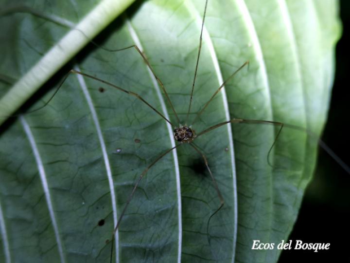 Prionostemma sp02 (Patones)