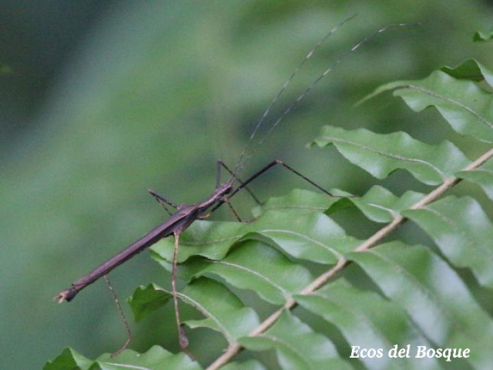 Pseudophasma unicolor (Juan palo)