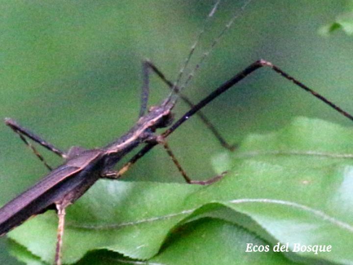 Pseudophasma unicolor (Juan palo)
