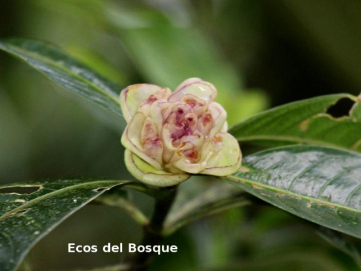 Psychotria glomerulata