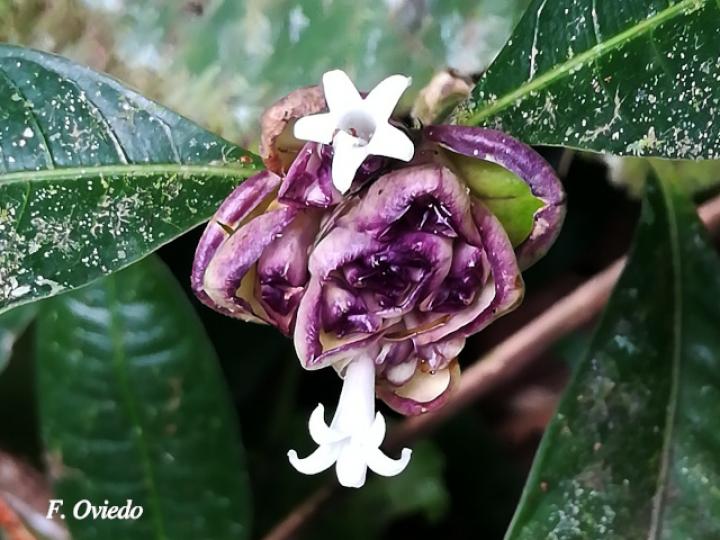 Psychotria glomerulata