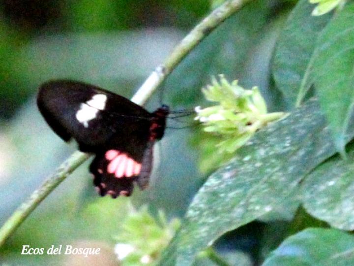 Psychotria suerrensis