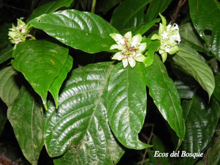 Psychotria suerrensis