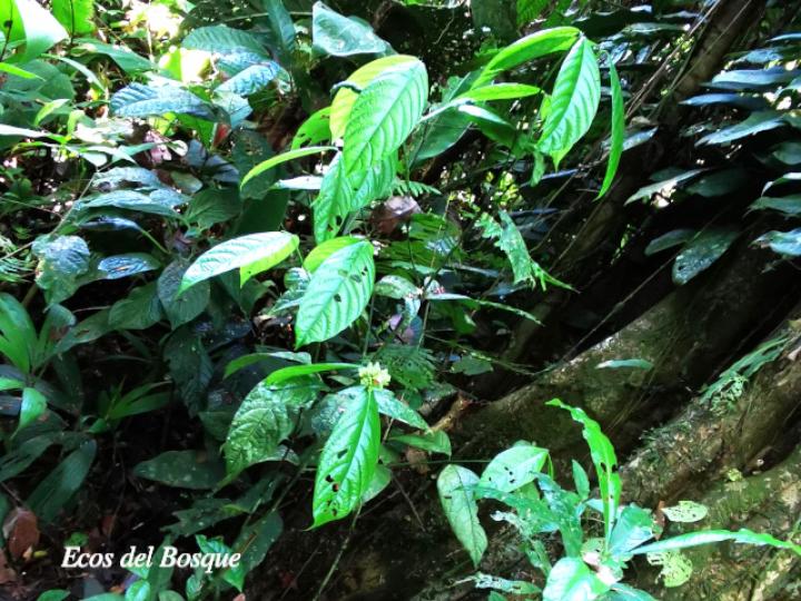 Psychotria suerrensis