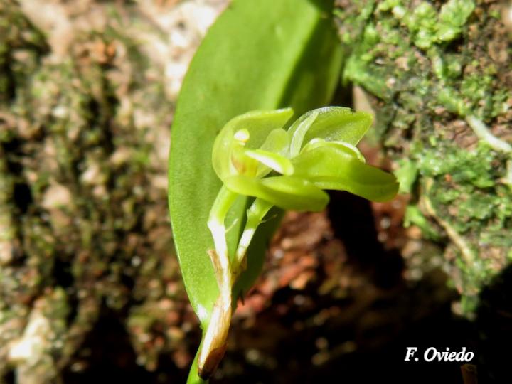 Restrepiopsis ujarensis