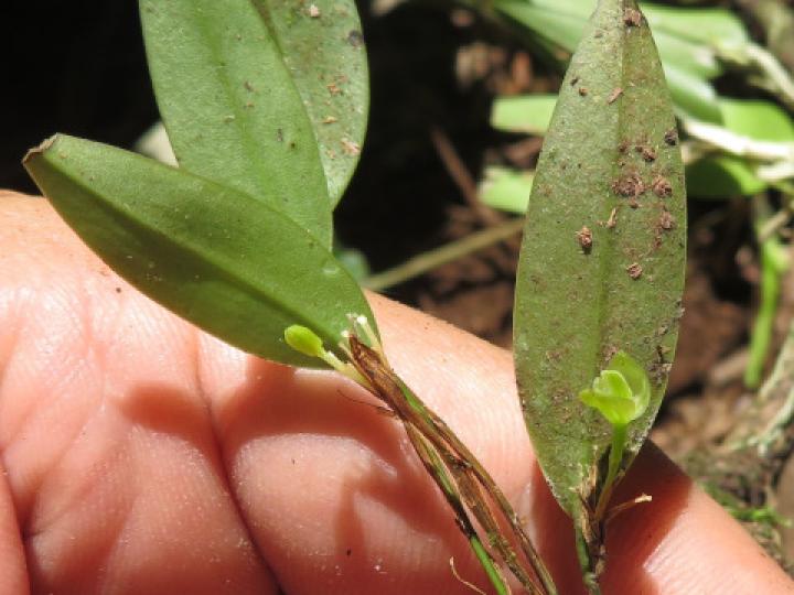 Restrepiopsis ujarensis