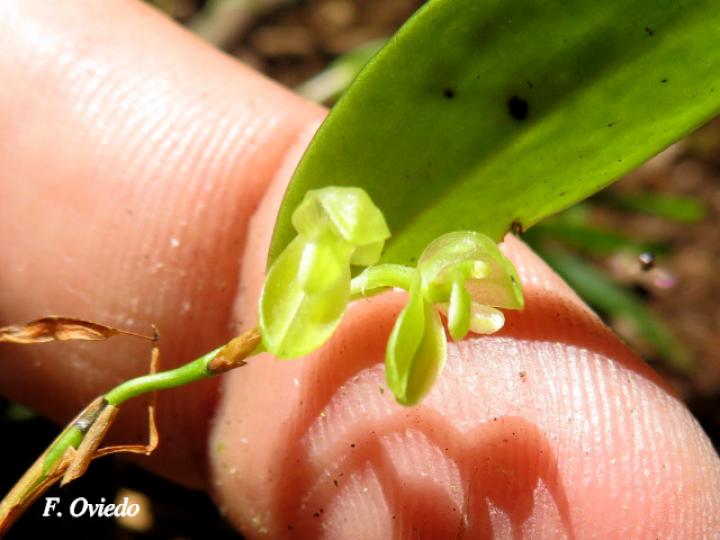 Restrepiopsis ujarensis