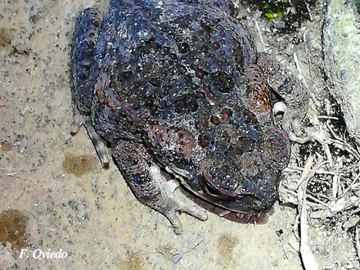 Rhinella horribilis (Sapo común)
