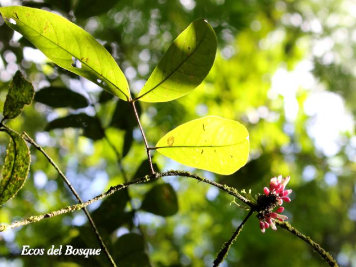 Schlegelia fastigiata