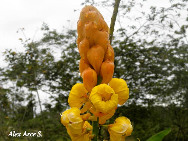 Senna reticulata (Saragundí)