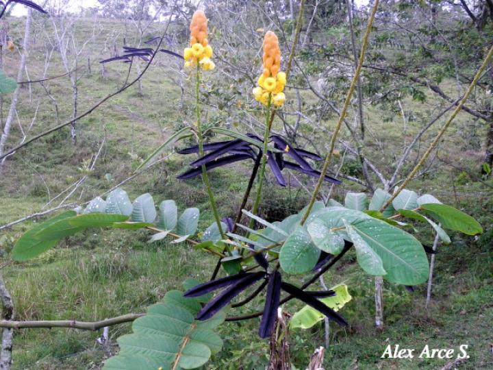 Senna reticulata (Saragundí)