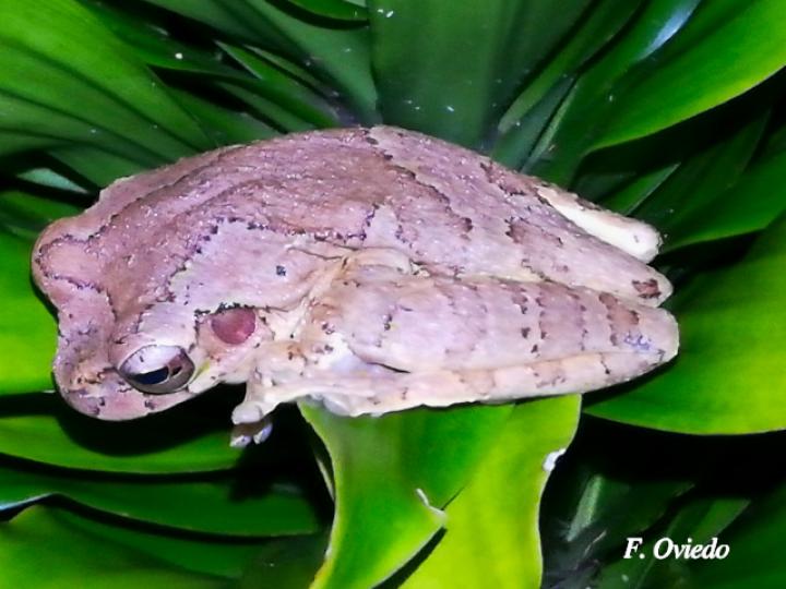Smilisca sordida (Rana arborícola parda)