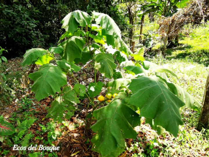 Solanum quitoense (Naranjilla)