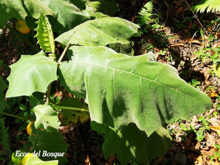 Solanum quitoense (Naranjilla)