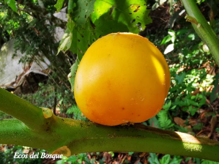 Solanum quitoense (Naranjilla)