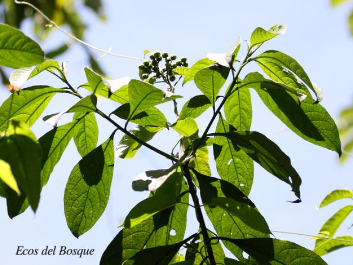 Solanum rugosum
