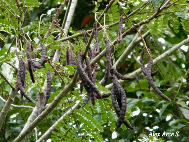 Stryphnodendron microstachyum (Cachá, Gallinazo, Vainillo)