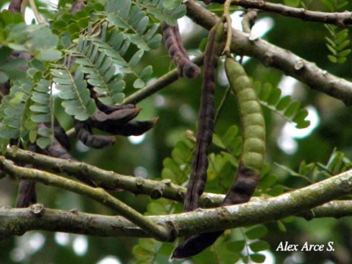 Stryphnodendron microstachyum (Cachá, Gallinazo, Vainillo)