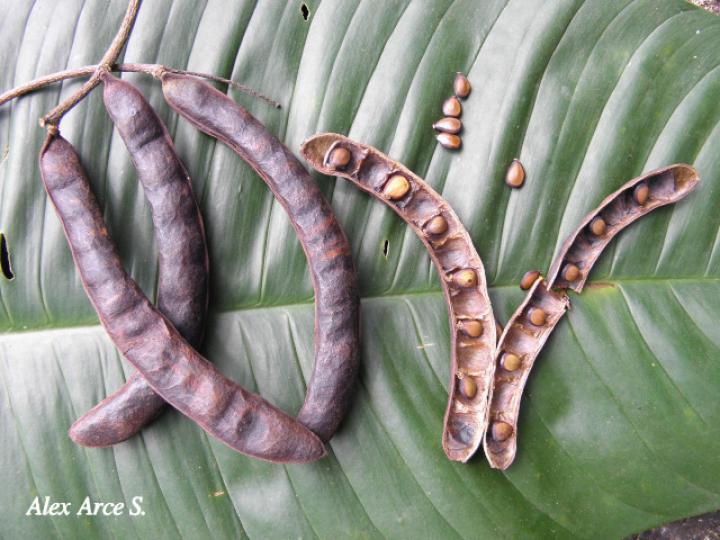 Stryphnodendron microstachyum (Cachá, Gallinazo, Vainillo)