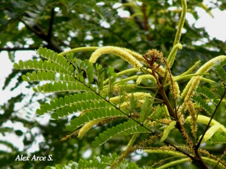 Stryphnodendron microstachyum (Cachá, Gallinazo, Vainillo)